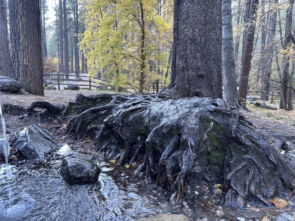 qigong practice supporting balance and adaptability through awareness and natural flow